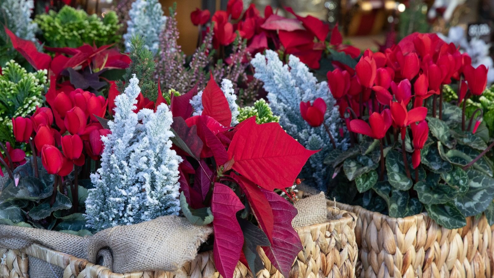 Christmas Cactus Alternatives